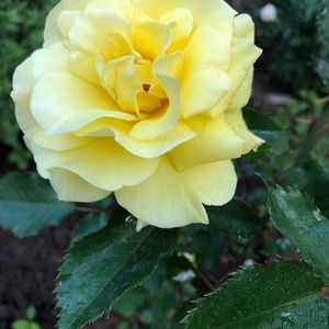 bundle for Jennifer m